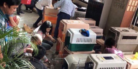 30 dogs die of heat stroke after being left in a hot van