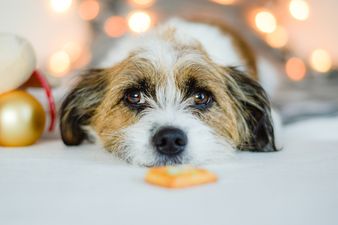 A Christmas carol service was held for DOGS in Dublin last night