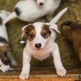 Calls for puppy farming and smuggling to be addressed in Ireland