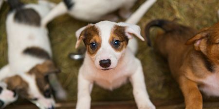Calls for puppy farming and smuggling to be addressed in Ireland
