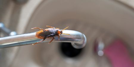 Households warned about the threat of cockroach infestation