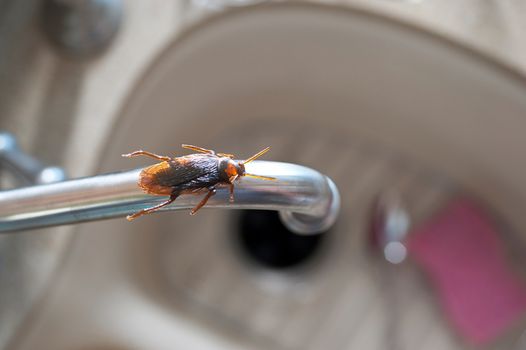 cockroach