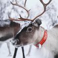 Deer ‘shot at close range’ at Santa Experience in Wicklow