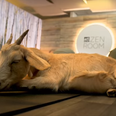 This airport is offering Goat Yoga classes and we want to go!