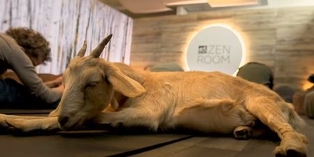 This airport is offering Goat Yoga classes and we want to go!
