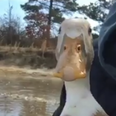 Duck stranded on frozen lake saved by very heroic man