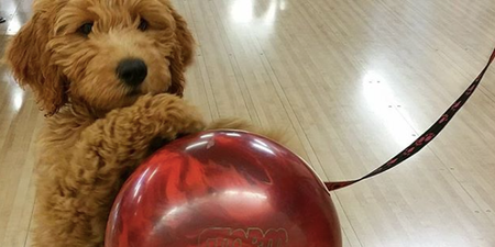This puppy knows how to bowl and it may just be the cutest thing ever