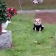 Dog refuses to leave late owner’s grave and it’s honestly a bit much
