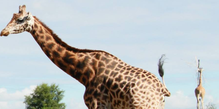 Tadgh the giraffe from Fota Wildlife Park has passed away