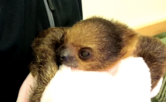 vivien sloth