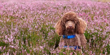 People share things their dogs found on walks and it’s heartwarming