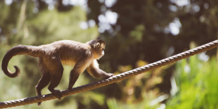 The story of these monkeys and their escape attempt from Dublin Zoo