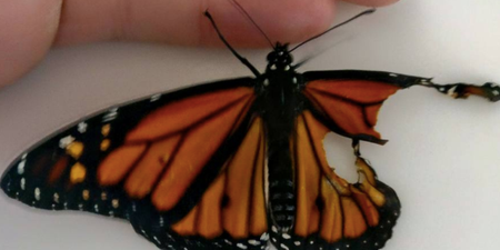 Woman conducts DIY operation to mend butterfly’s damaged wing