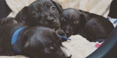 Tom Hardy has helped these abandoned puppies find a new home