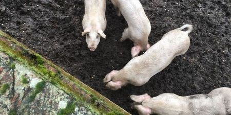 Petition launched to save four piglets from being slaughtered
