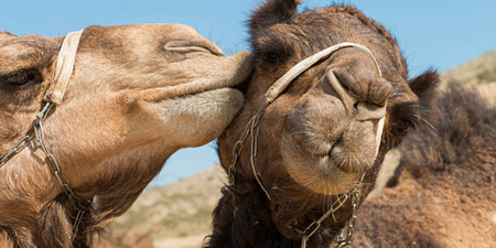 Camels disqualified from beauty pageant because they’d had botox