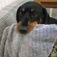 Sneaky sausage dog is always stealing things and the internet adores him