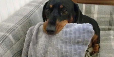 Sneaky sausage dog is always stealing things and the internet adores him