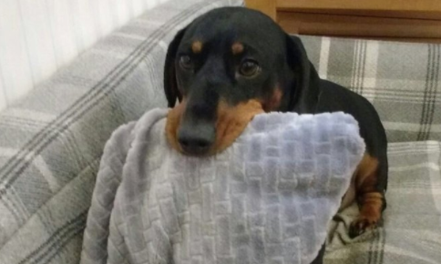 sausage dog