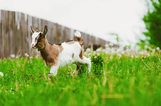 Baby goat got prosthetic legs to walk for the first time and he is inspirational