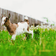 Baby goat got prosthetic legs to walk for the first time and he is inspirational