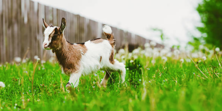 Baby goat got prosthetic legs to walk for the first time and he is inspirational