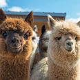 Mum tries to get her daughter’s attention by texting pictures… of alpacas