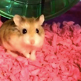 Woman forced to flush emotional support hamster down the toilet before flight