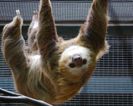 Awww! Adorable zoo sloth gets a girlfriend just in time for Valentine’s Day