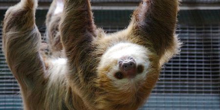 You can actually stay in the rainforest in Costa Rica among the sloths, and wow