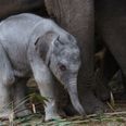 There’s a new elephant calf at Dublin Zoo and he’s ADORABLE