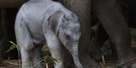 There’s a new elephant calf at Dublin Zoo and he’s ADORABLE