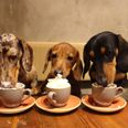 The world’s first dachshund café is opening next month and we can’t wait