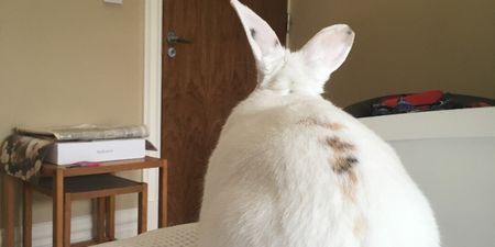 6 things I wish I’d known before getting myself a house rabbit