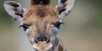 A baby giraffe has been born at Dublin Zoo and she is adorable