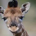 A baby giraffe has been born at Dublin Zoo and she is adorable