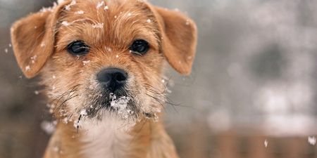 The ISPCA shares advice about keeping your animals safe during the storm