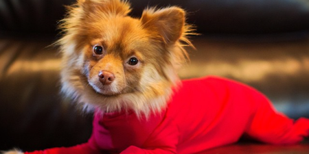 Dog leotards exist – and they could actually be very good for your pupper