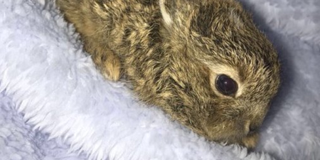 Dublin Airport police rescue baby rabbit found freezing in the snow