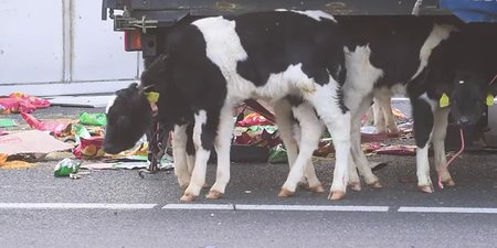 More than a 100 calves from Kilkenny killed in Netherlands road crash