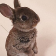 A rabbit desperately tried to jump in the bath to be with its owner and it was so beautiful