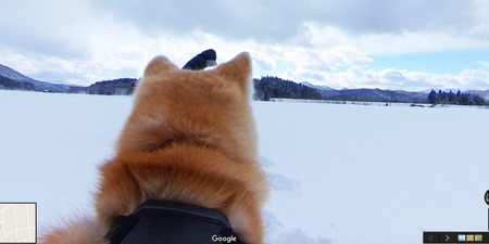 Google Maps set up a ‘dog view’ for street view and it’s mesmerising