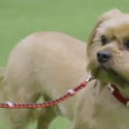 8 of the best doggos giving it their all at this year’s Crufts