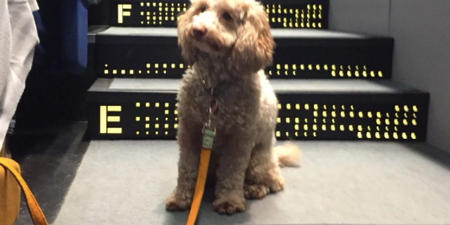 A Dublin cinema held a dog-friendly screening and it was too cute for life