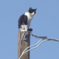Cat finally rescued after it was stuck on a pole for three days