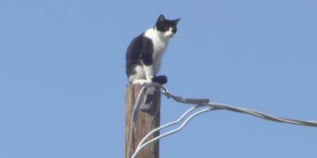 Cat finally rescued after it was stuck on a pole for three days