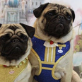 These Beauty and the Beast dog harnesses are so cute we could honestly burst