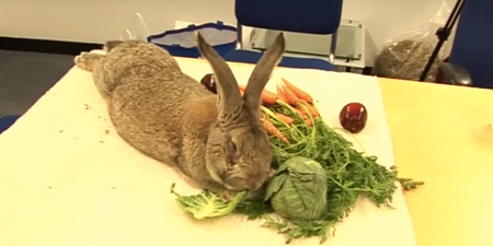 The biggest bunny in the world is retiring and we wish him all the best