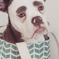 Here is the saddest dog in the world and we relate to her so, so much