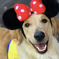 These service dogs in training went to Disneyland and the photos are too pure
